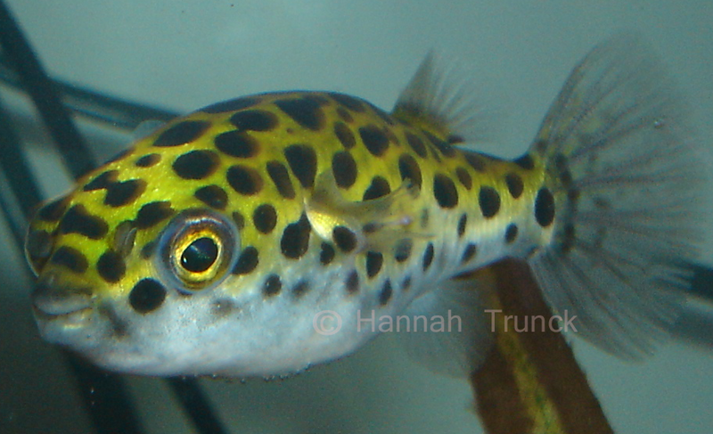freshwater puffer fish. Could you lie to this little
